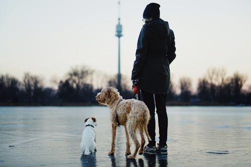Woman with Domestic Dogs Standing on a Frozen Body of Water 