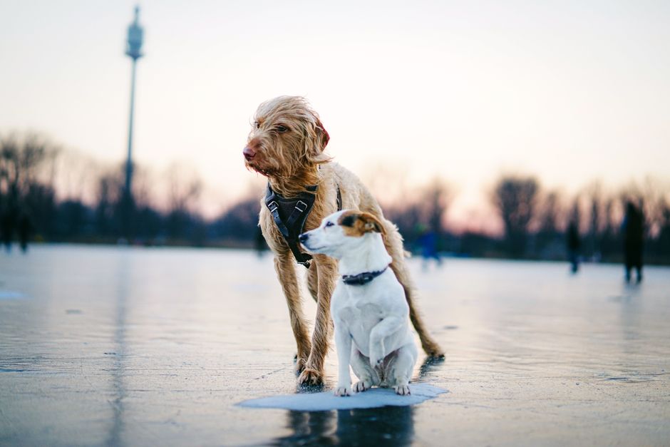 Can Dogs Eat Frozen Fruit? Safe Summer Treats & Recipes