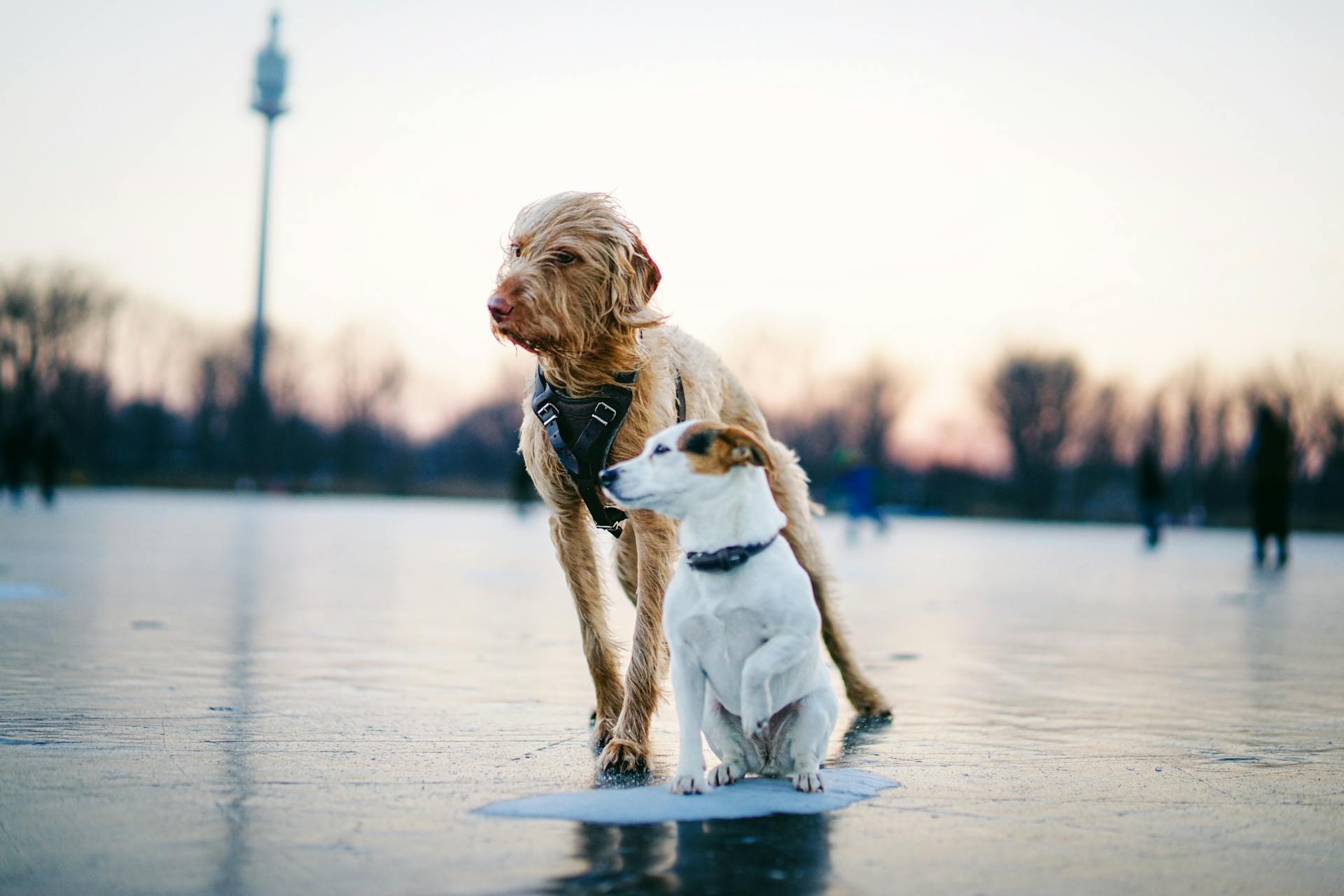 Domestic Dogs Standing on a Frozen Body of Water