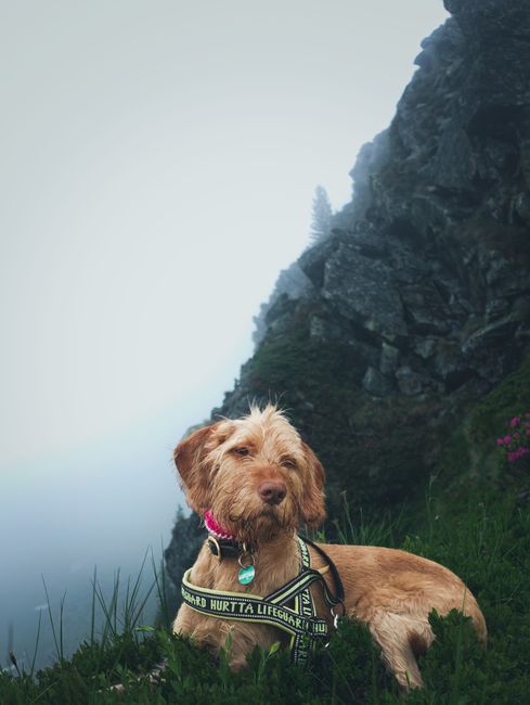 A dog in a harness relaxing on a misty mountain cliff surrounded by greenery.