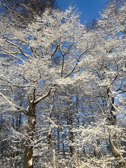 Foto profissional grátis de árvores, branco, inverno