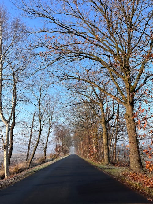 Symmetrical View of an Asphalt Road between Leafless Trees in Autumn 