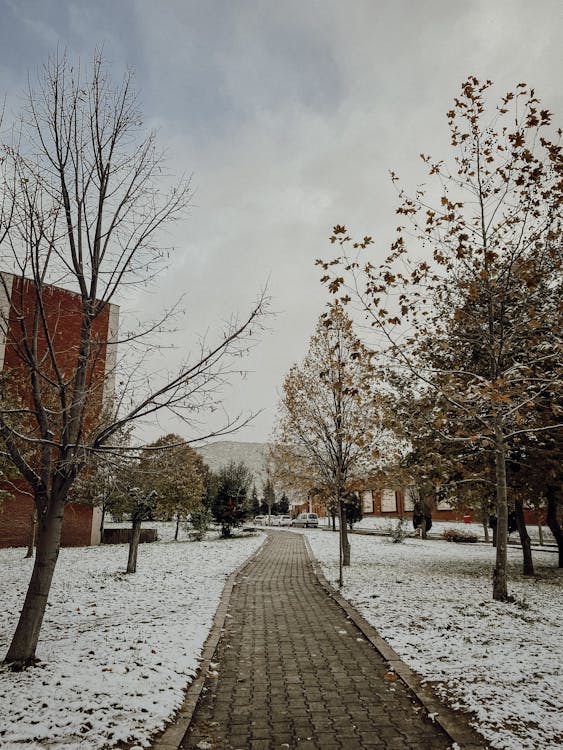 Path in a Park in Winter 