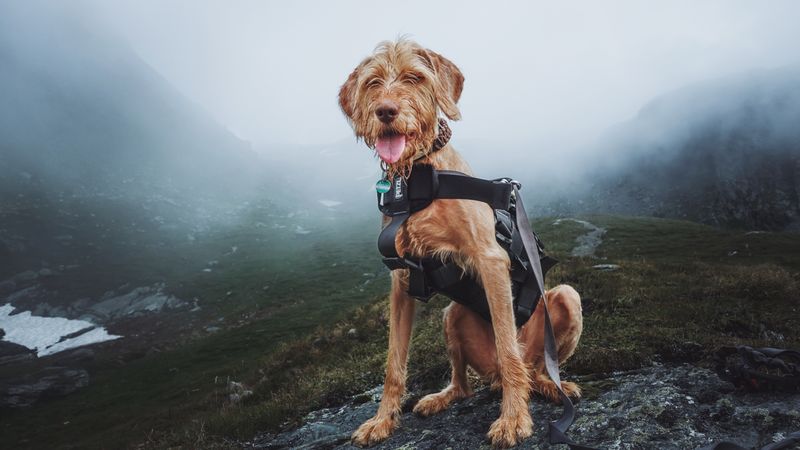 Dog hiking on a mountain trail