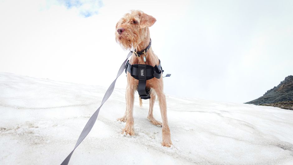 dog hotels near me - Wirehaired dog in a harness standing on snow with a leash. Winter scene.