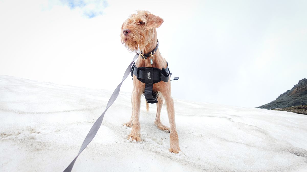 Rauhaariger Hund mit Halsband und Brustgeschirr an der Leine steht im Schnee