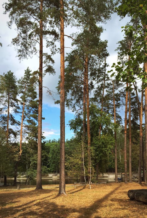 Trees in Sunlight 