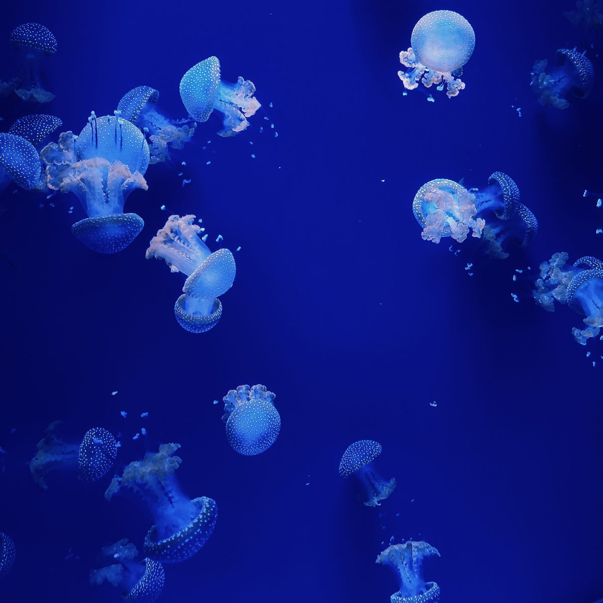 Blue Jellyfish in Water in Close Up Photography · Free Stock Photo
