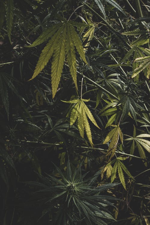 Gratis lagerfoto af buske, cannabis, flora
