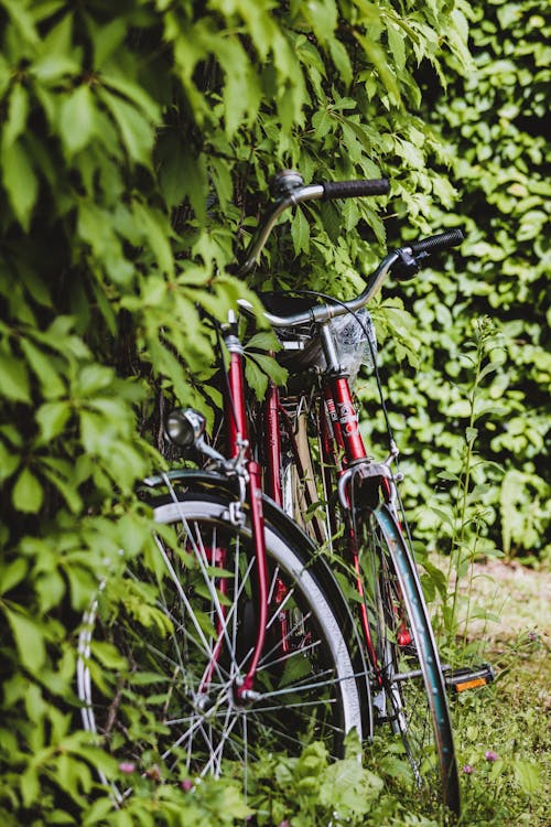 Bike in Front of an Ivy 