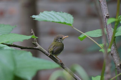 Gratis lagerfoto af blade, dyrefotografering, fælles tailorbird