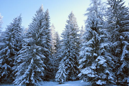 View of Snowcapped Coniferous Trees 
