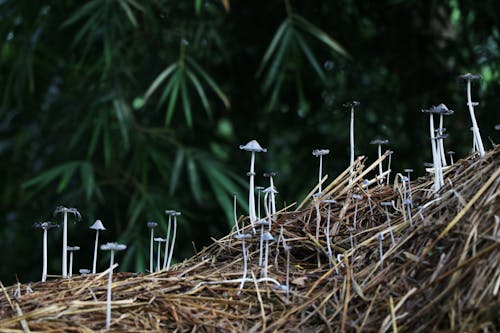 Imagine de stoc gratuită din arbore, bambus, ciupercă