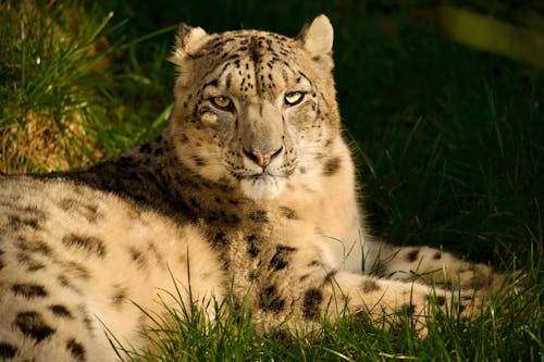 A Leopard Lying on the Grass