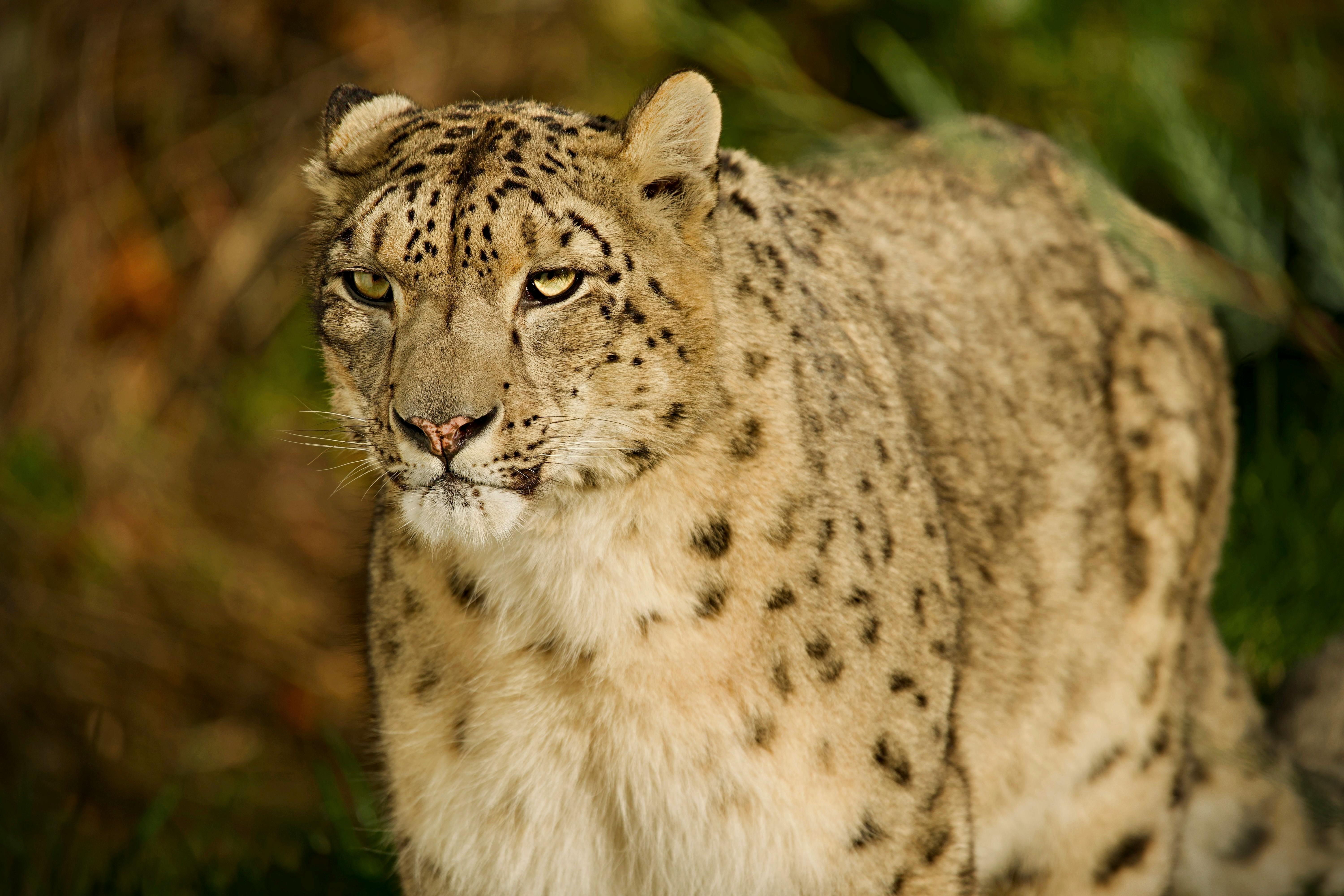 Rarest Species - Discover the Most Elusive and Endangered Creatures on Earth