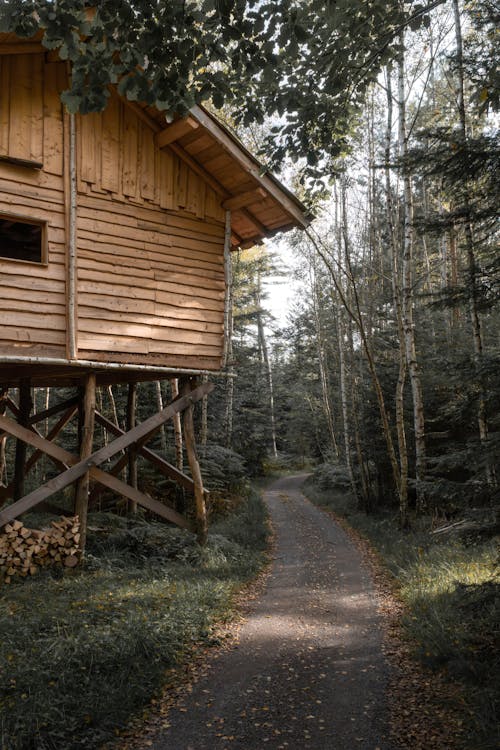 Imagine de stoc gratuită din arbori, casă de lemn, casă pe piloni