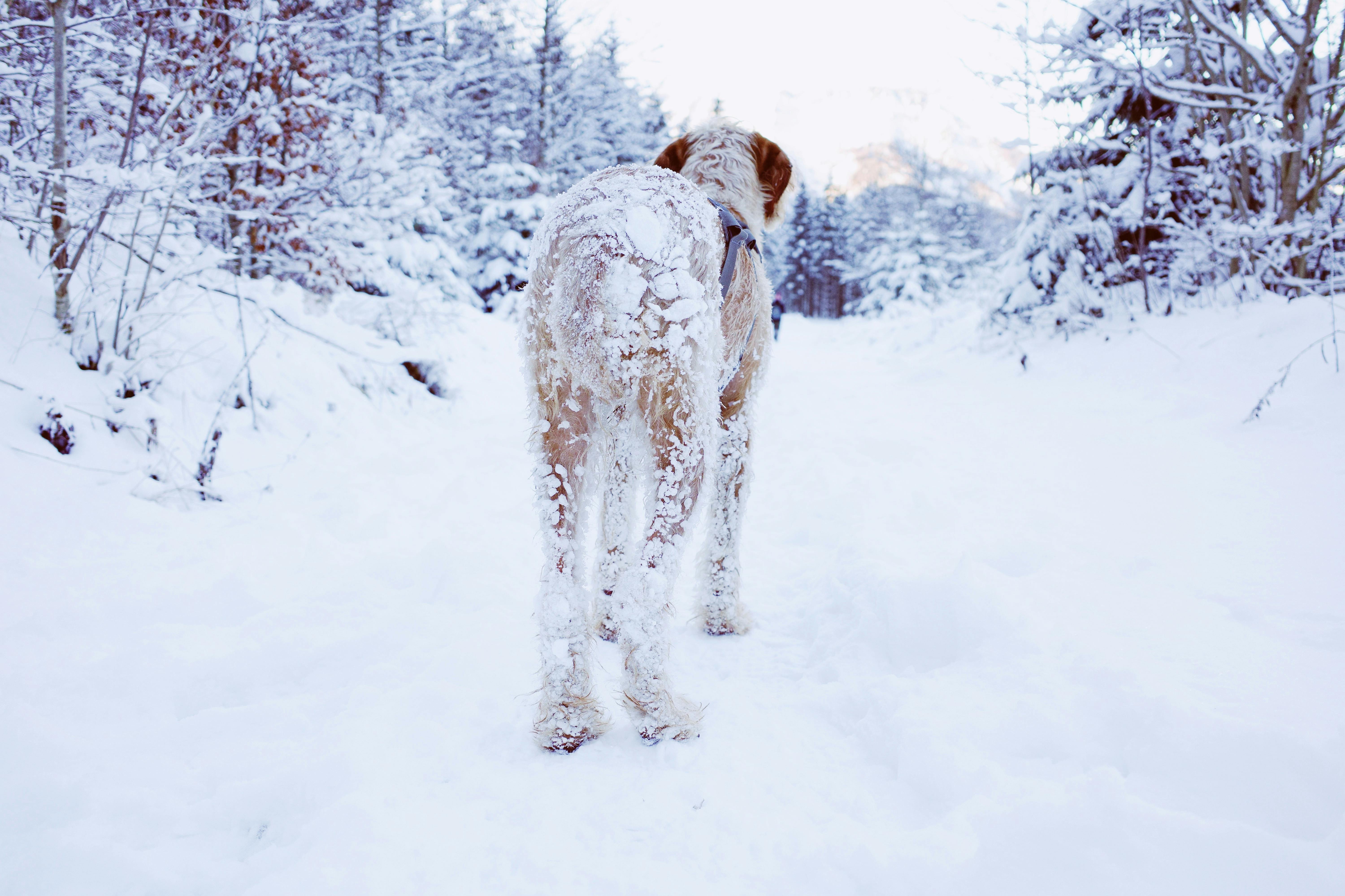 A dog enjoys a winter walk on a snowy forest path, surrounded by frosty trees.
