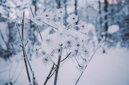 Close-up of Snowy Plants and Trees in a Forest