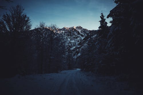 Snowed Path in Forest Leading to Rocky Mountains