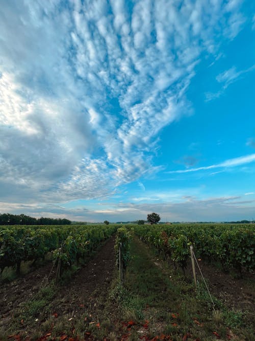 Imagine de stoc gratuită din agricultură, câmp, fotografiere verticală