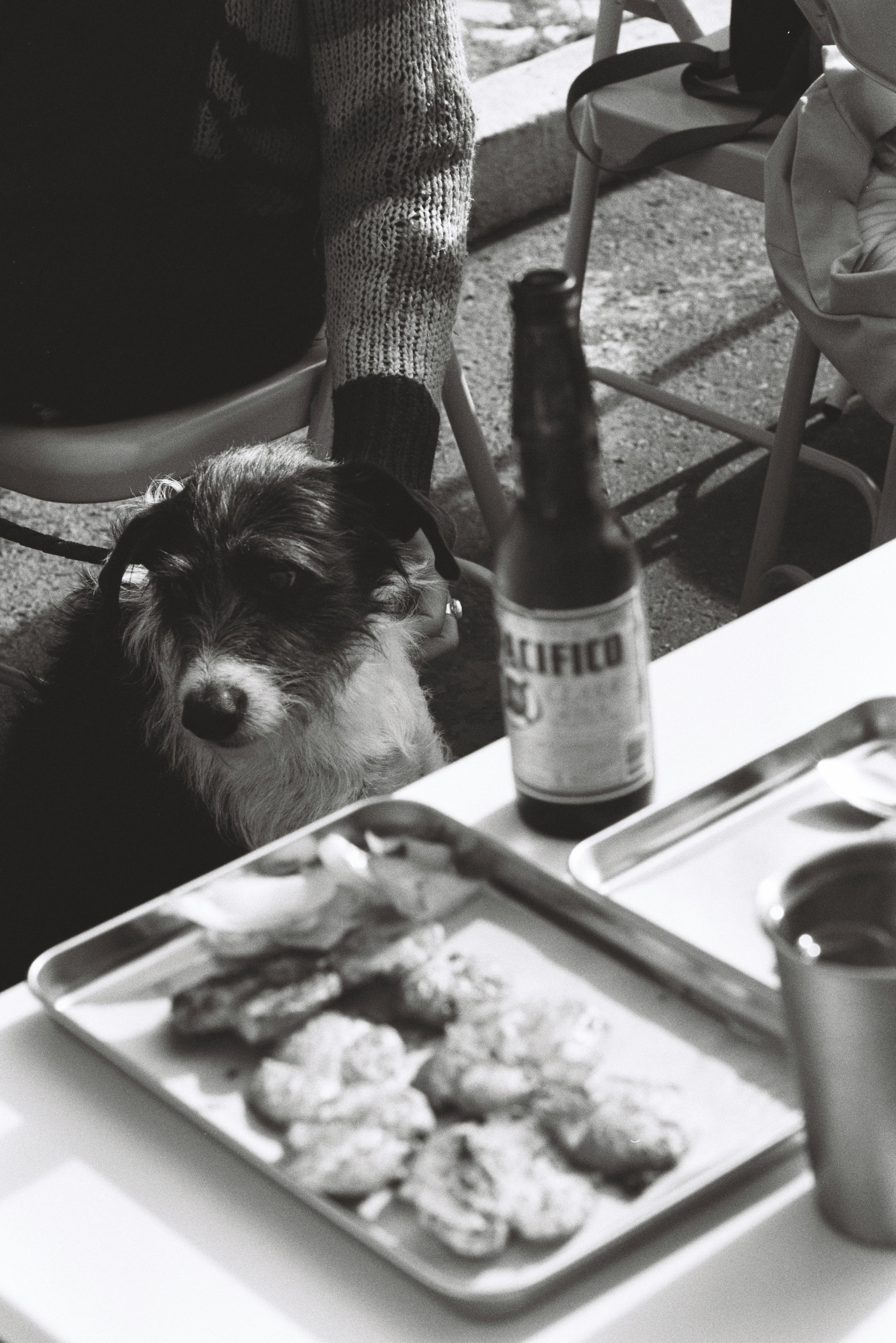 A cozy black and white scene with a dog sitting by a table set with beer and snacks in Lisbon.