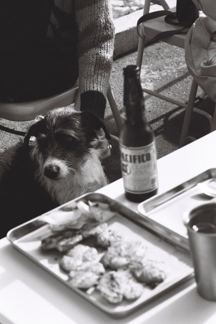 A cozy black and white scene with a dog sitting by a table set with beer and snacks in Lisbon.
