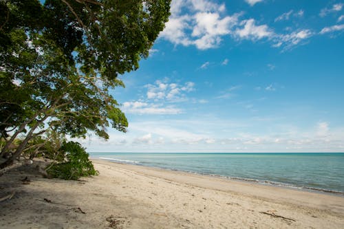 Бесплатное стоковое фото с берег, ветвь, вода