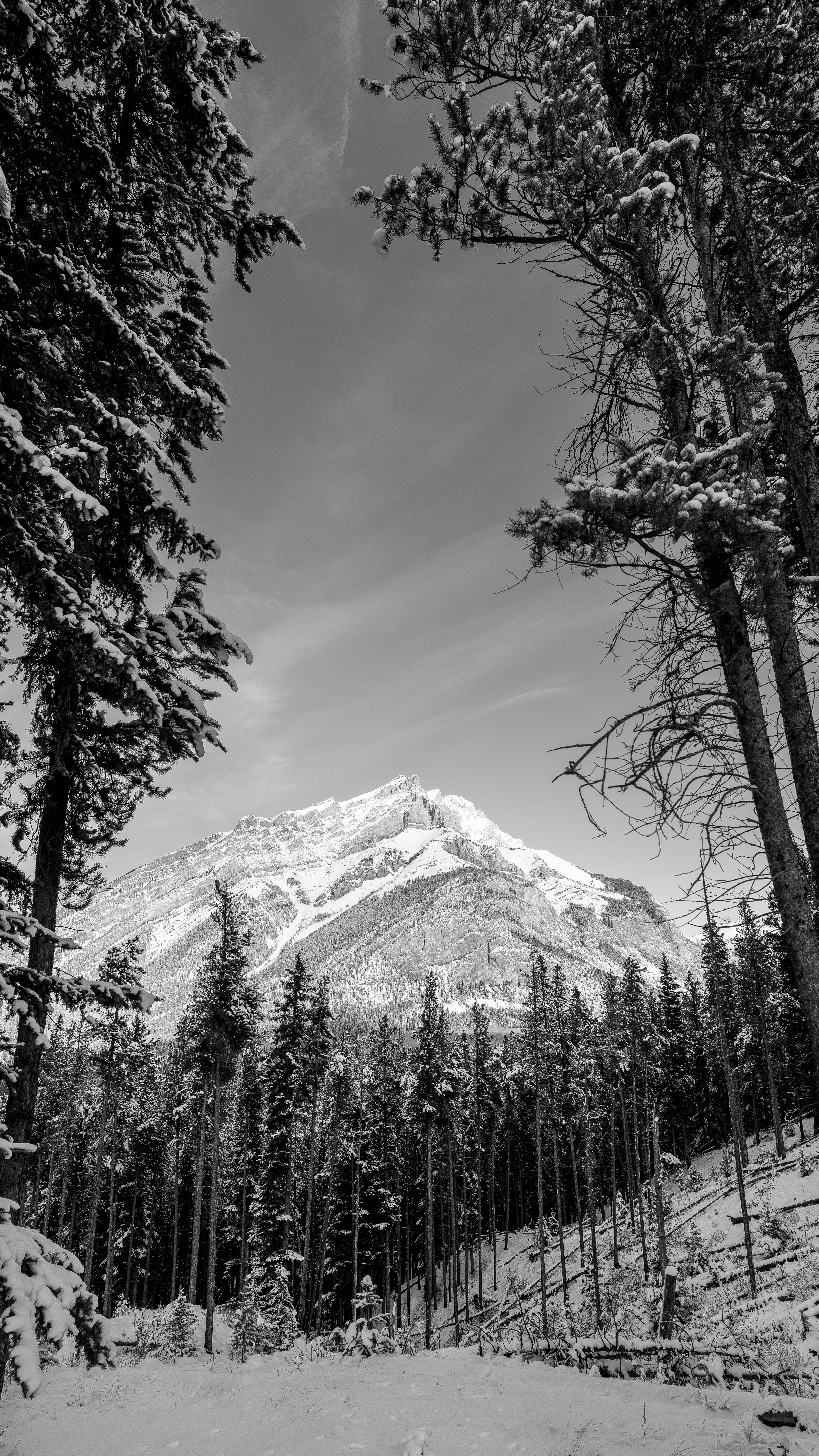 Dramatic black and white photo of snowy mountain through forest trees.