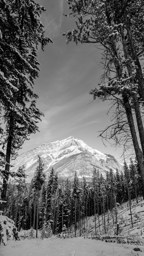 Immagine gratuita di alberi, bianco e nero, foresta