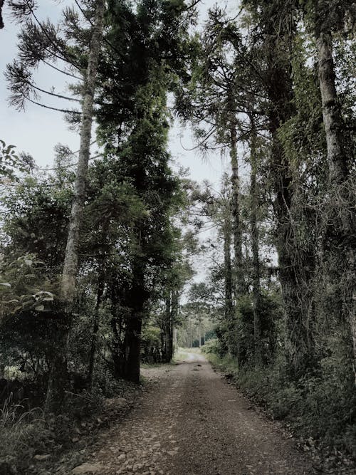 A Dirt Road in a Forest 