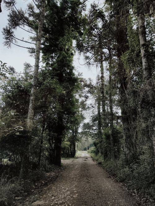 Free Tranquil dirt road meandering through lush forest scenery, capturing nature's calm beauty. Stock Photo