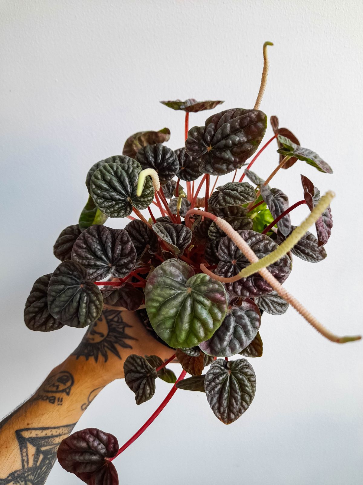Close-up of a tattooed hand holding a Peperomia caperata plant with textured leaves.