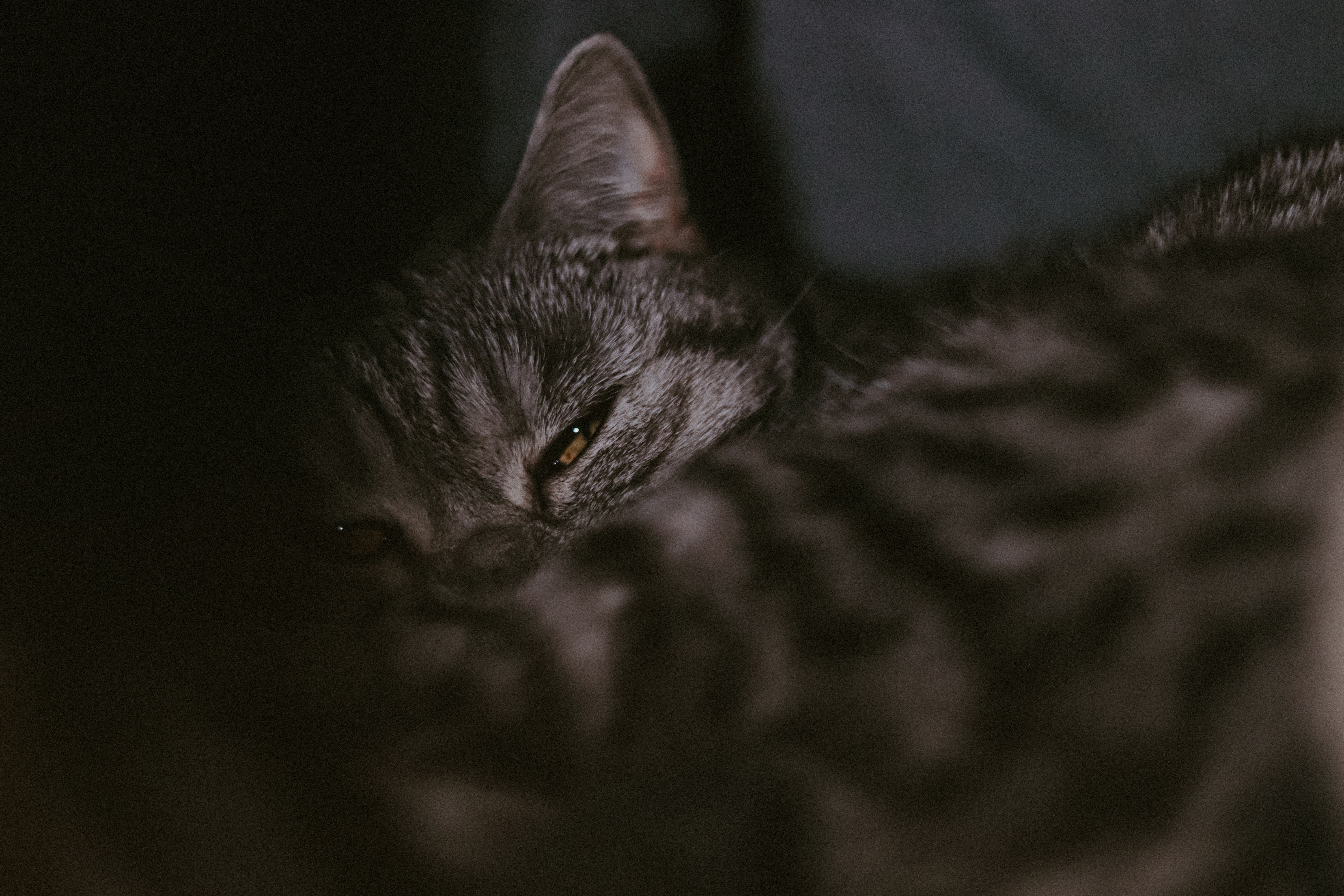 Portrait of a cat at a veterinary clinic