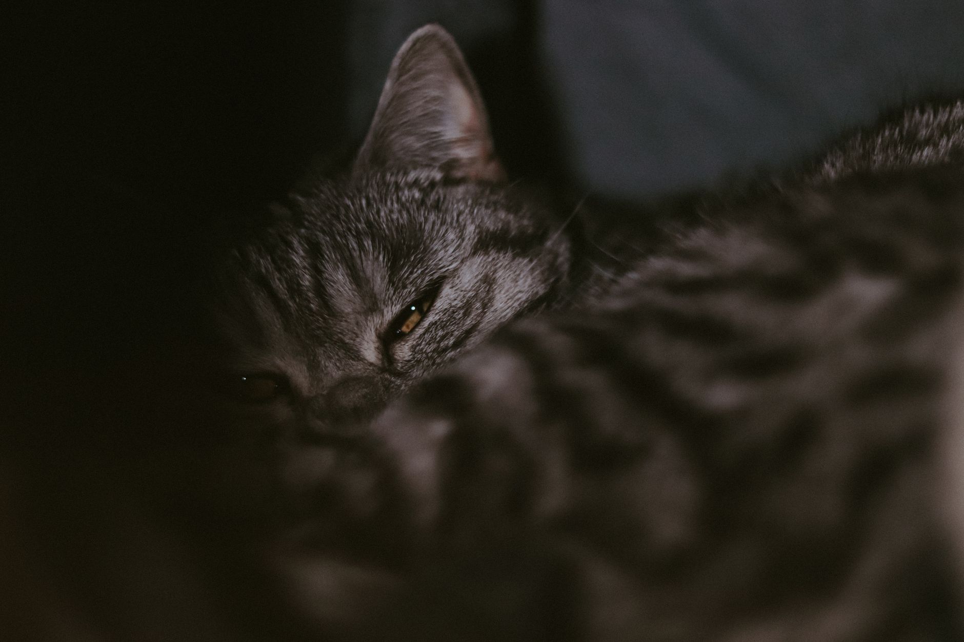 Portrait of a cat at a veterinary clinic