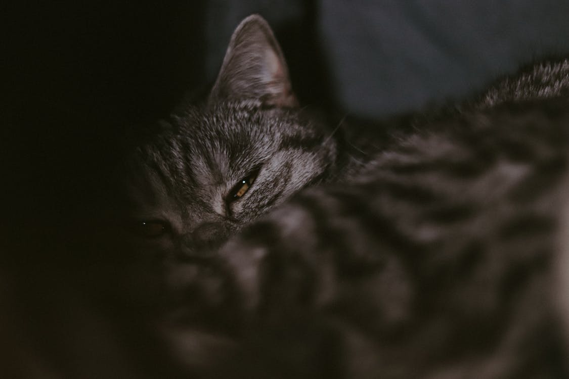 Why Does My Cat Meow at Night? 14 Possible Reasons