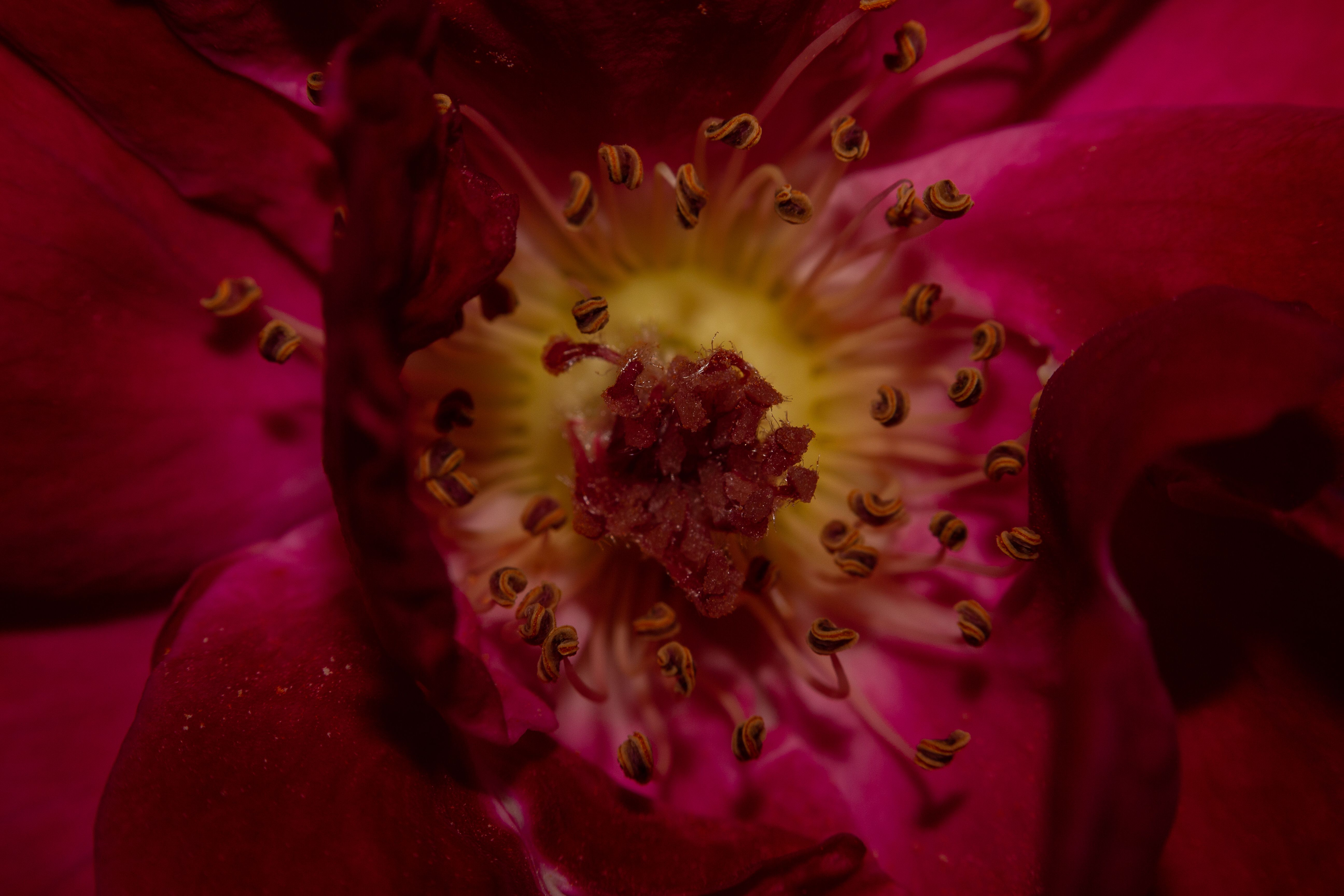 Free Stock Photo Of Close Up Close Up View Macro