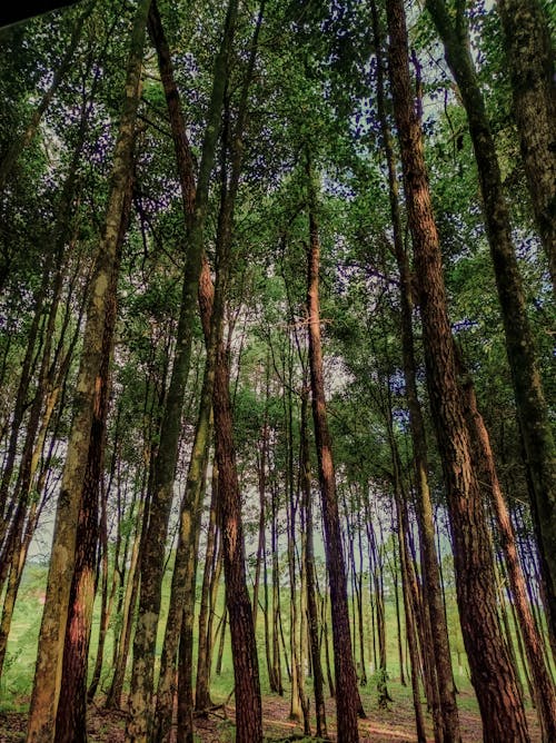 Fotobanka s bezplatnými fotkami na tému jesenné stromy, longtrees, ochrana životného prostredia