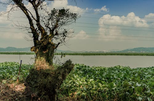 Beautiful river behind the tree