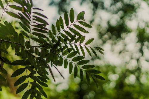 A bunch of leaves on the tree