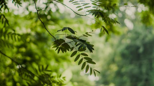 A bunch of leaves on tree