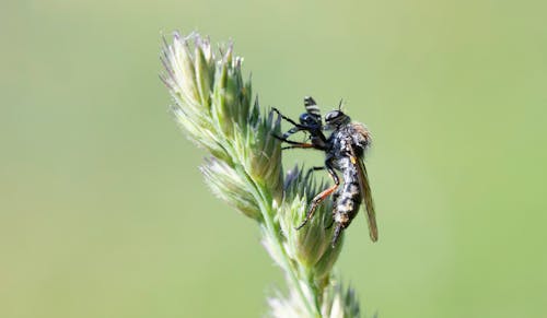 Wasp on a Coniferous Leaf 