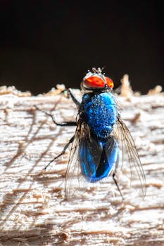 Extreme close-up of a blue blowfly with red eyes on a textured surface.