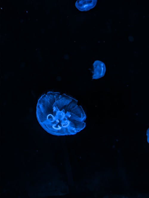 Immagine gratuita di biodiversità, medusa, natura