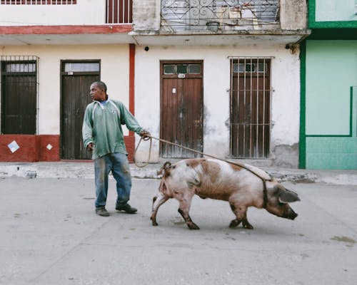 Man Leading a Hog on a Rope in the Street