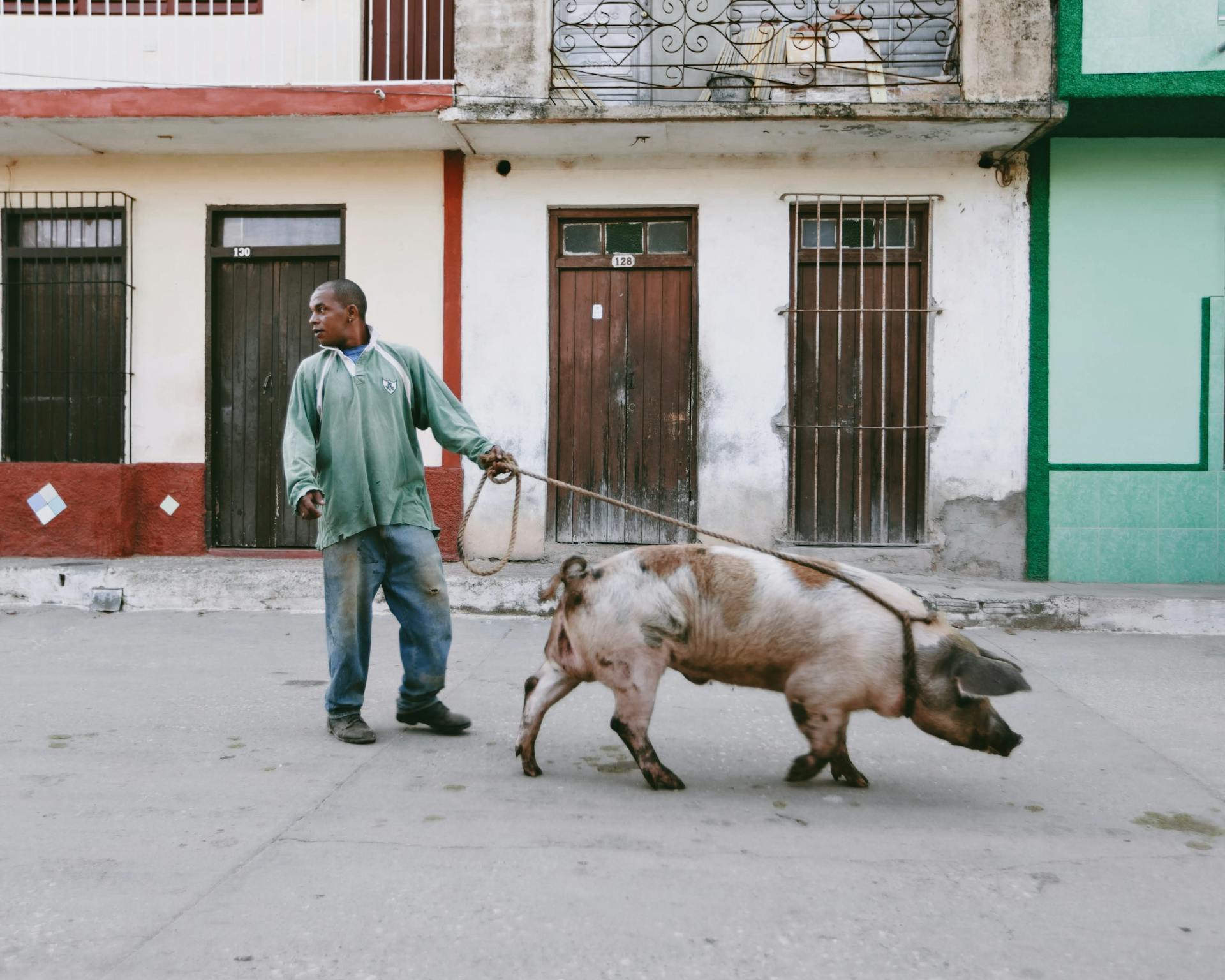 Man Leading a Hog on a Rope in the Street