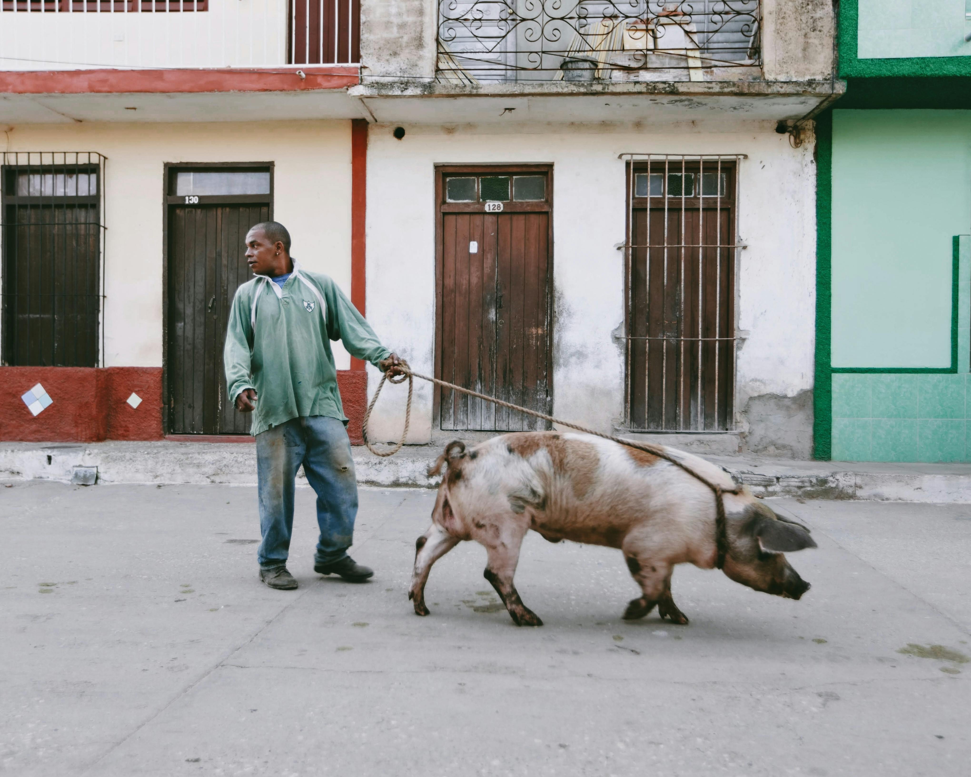 Man Leading a Hog on a Rope in the Street · Free Stock Photo