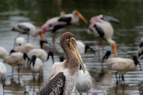 Painted Stork with Flock in Lake