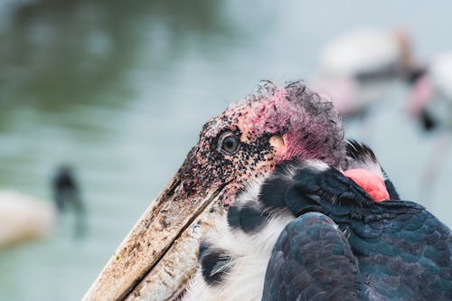 Close-up of a Marabou Stork