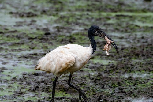 Ibis in Wetland Holding a Frog 