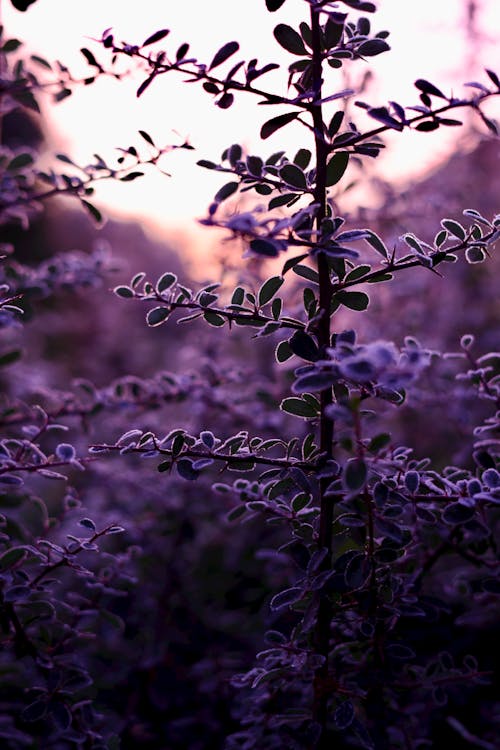 Lavender Flowers on a Field 